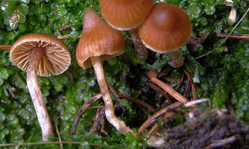 Cortinarius acutus (da confermare)